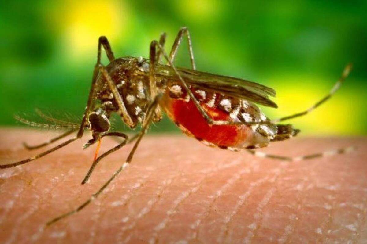 Oaxaca: Posible caso de paludismo en Istmo de Tehuantepec