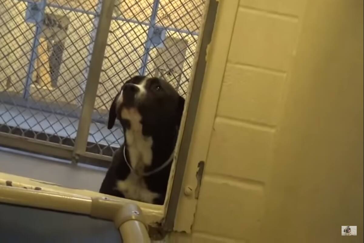 VIDEO: La hermosa reacción de un perro al descubrir que será adoptado