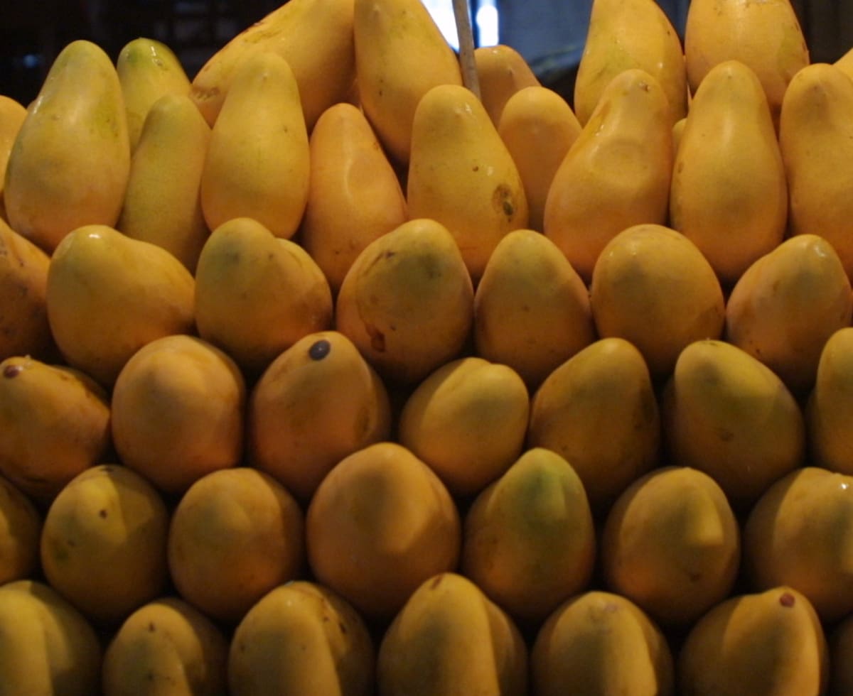 El Valle del Yaqui cuenta con alrededor de 60 hectáreas de mango, cultivo que productores exploran como alternativa agrícola frente a los granos. FOTO: BANCO DIGITAL GH