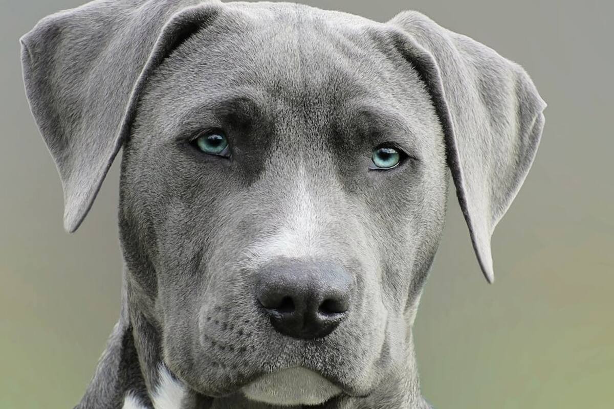 Frutas y verduras ideales para perros