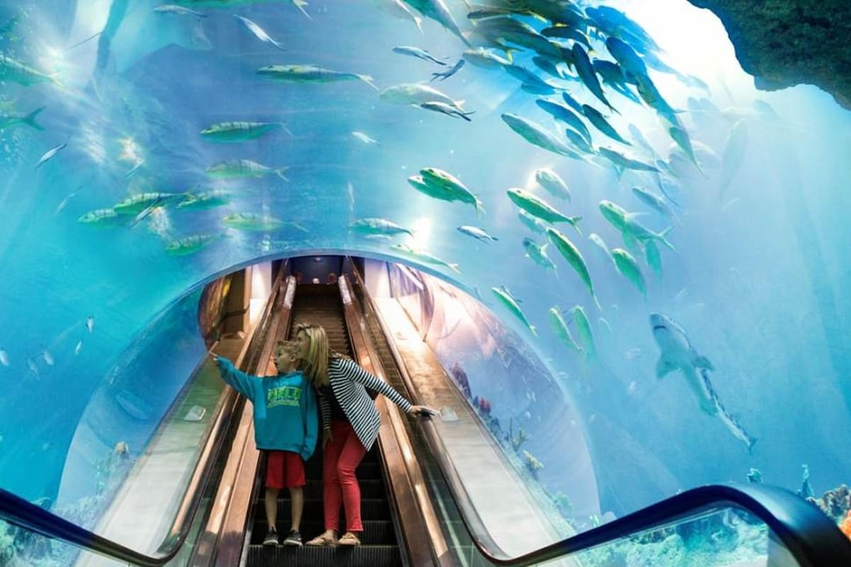 OdySea Aquarium: el océano en el desierto