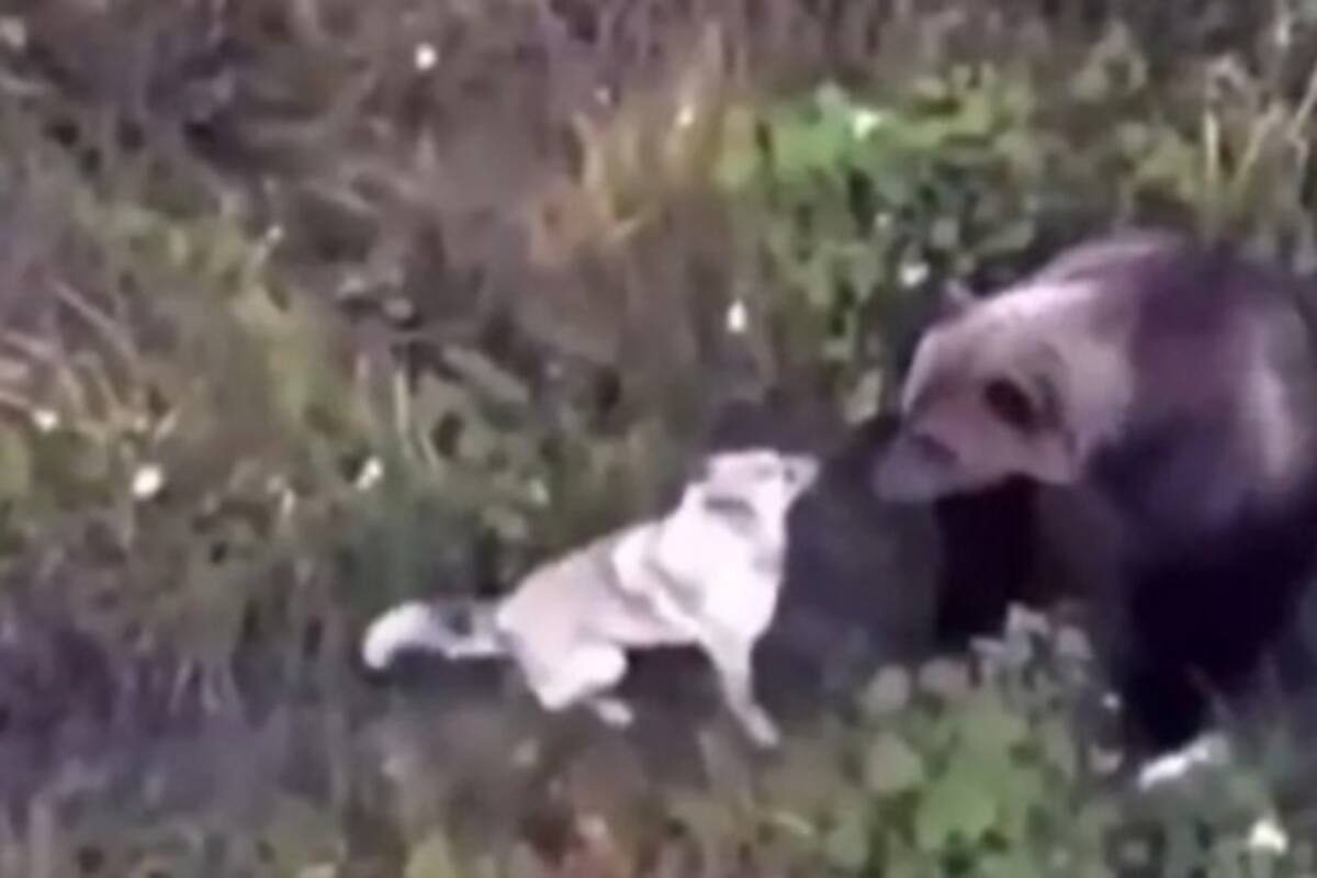 VIRAL: Perro se pierde y sus dueños lo encuentran jugando con una familia de osos
