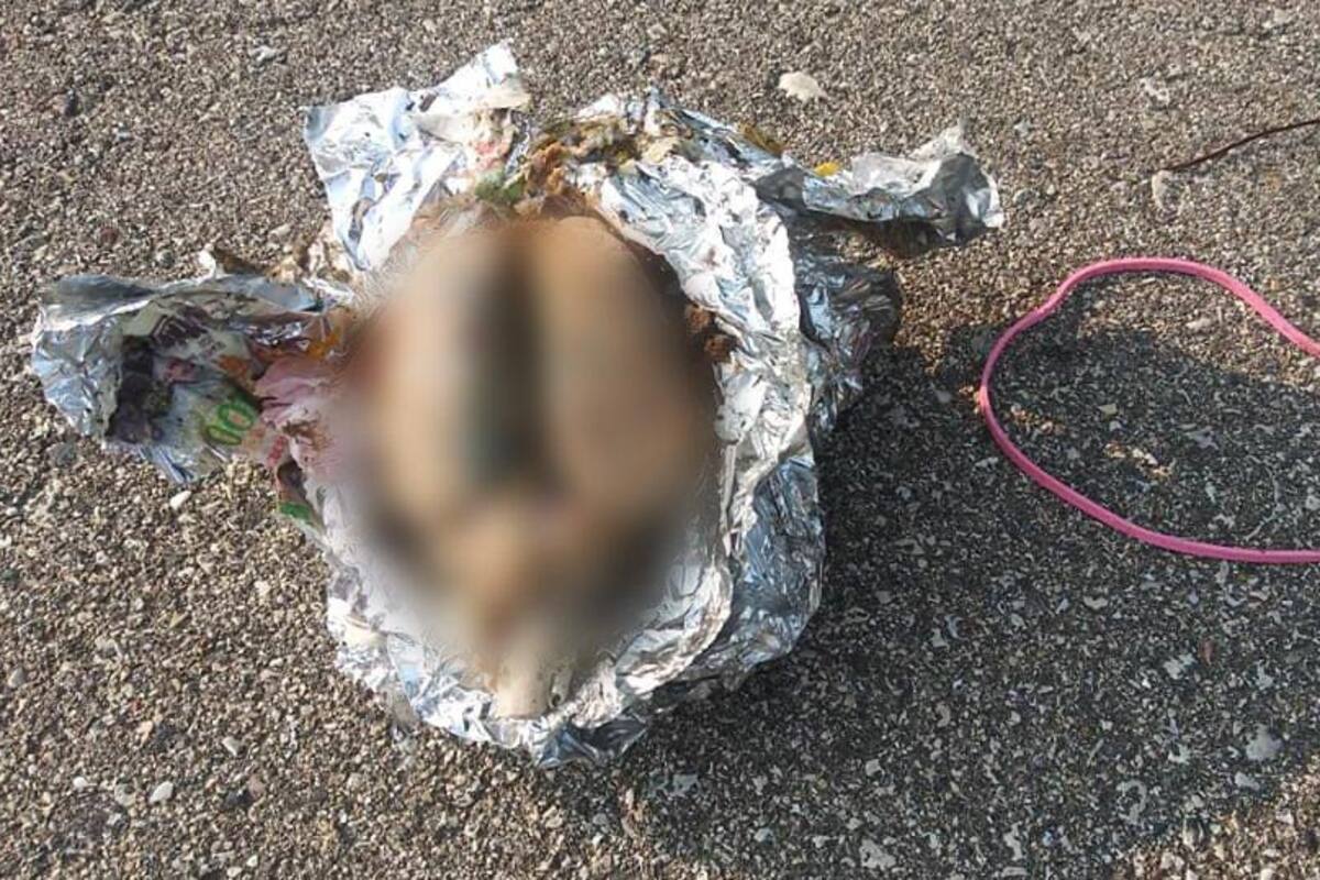 Perturba hallazgo de cerebro en playa de EU