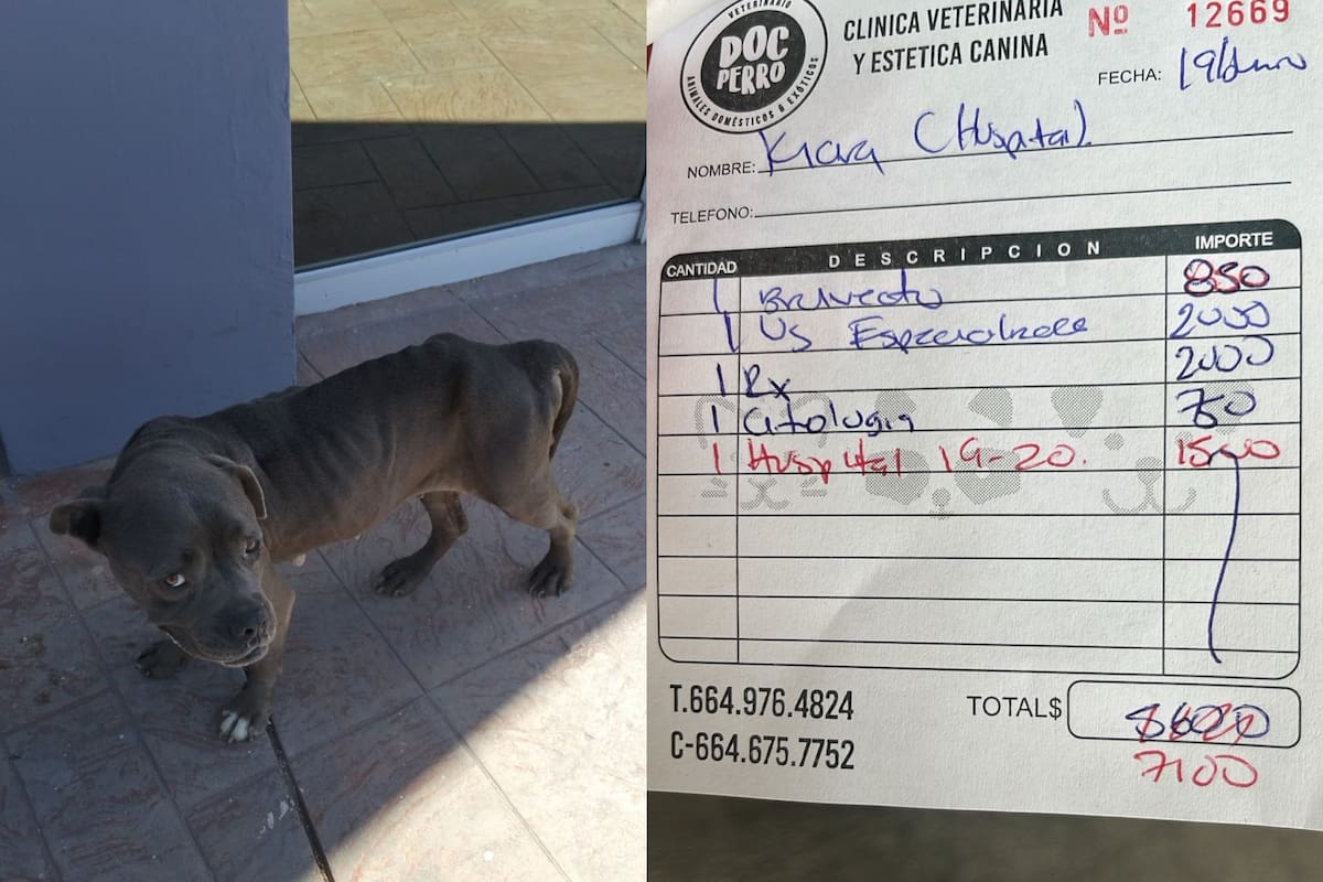 Rescatan a perrita pitbull de la Vía Rápida
