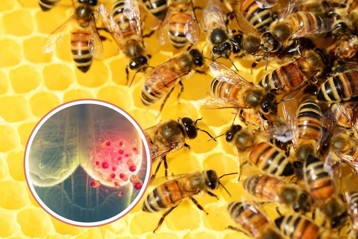 El verdadero alcance del veneno de abeja contra el cáncer: ciencia más allá del titular viral