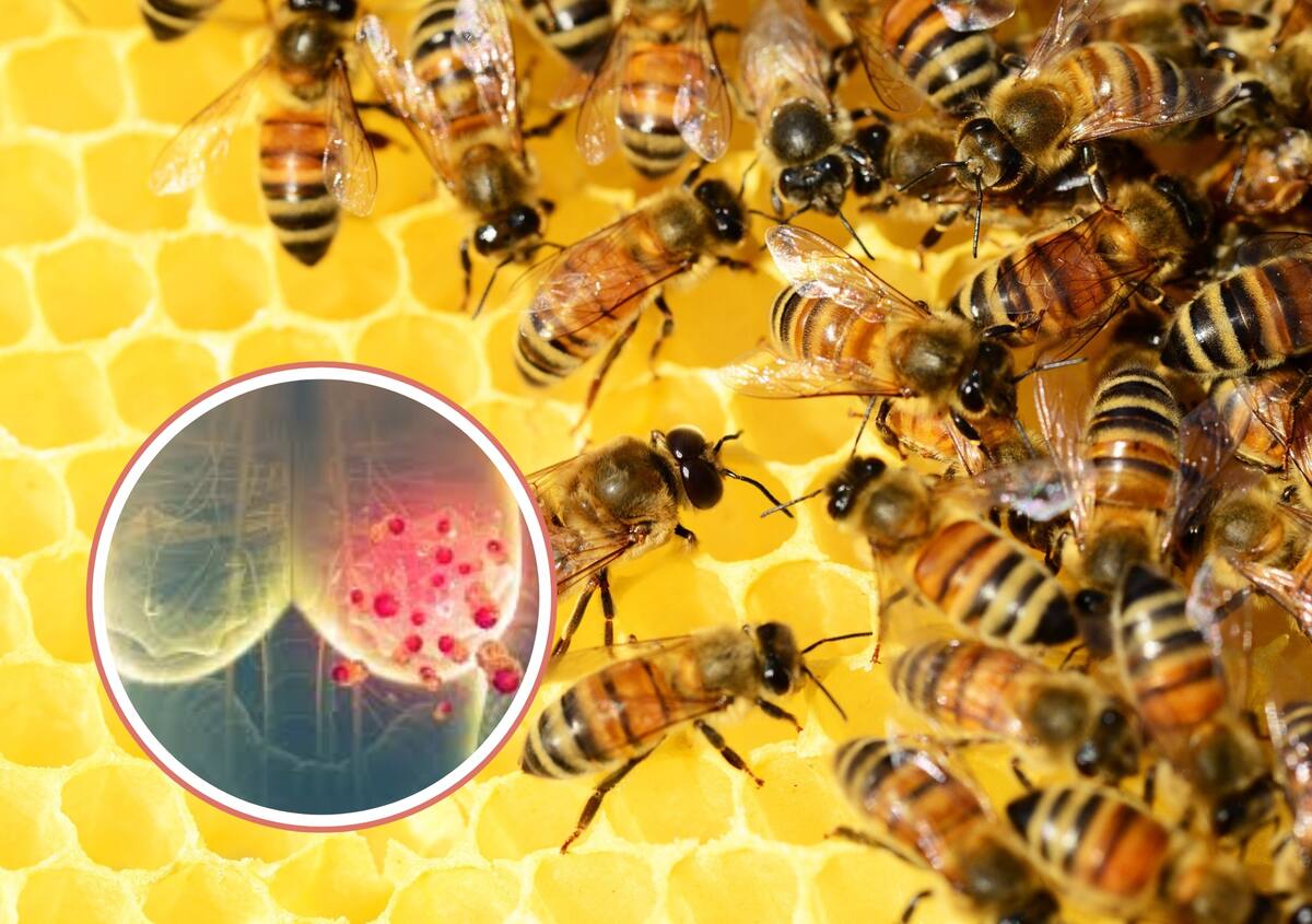 Foto: Pixabay/Canva.