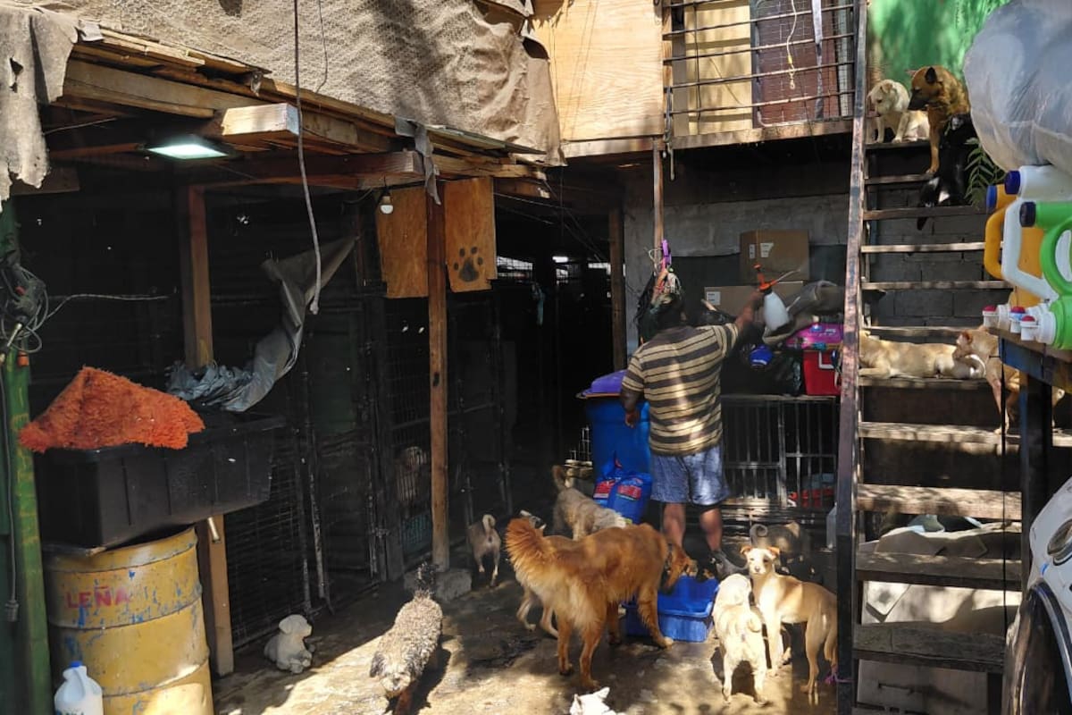 Denuncian retiro de perros en plazas comerciales de Tijuana por riesgo a su integridad