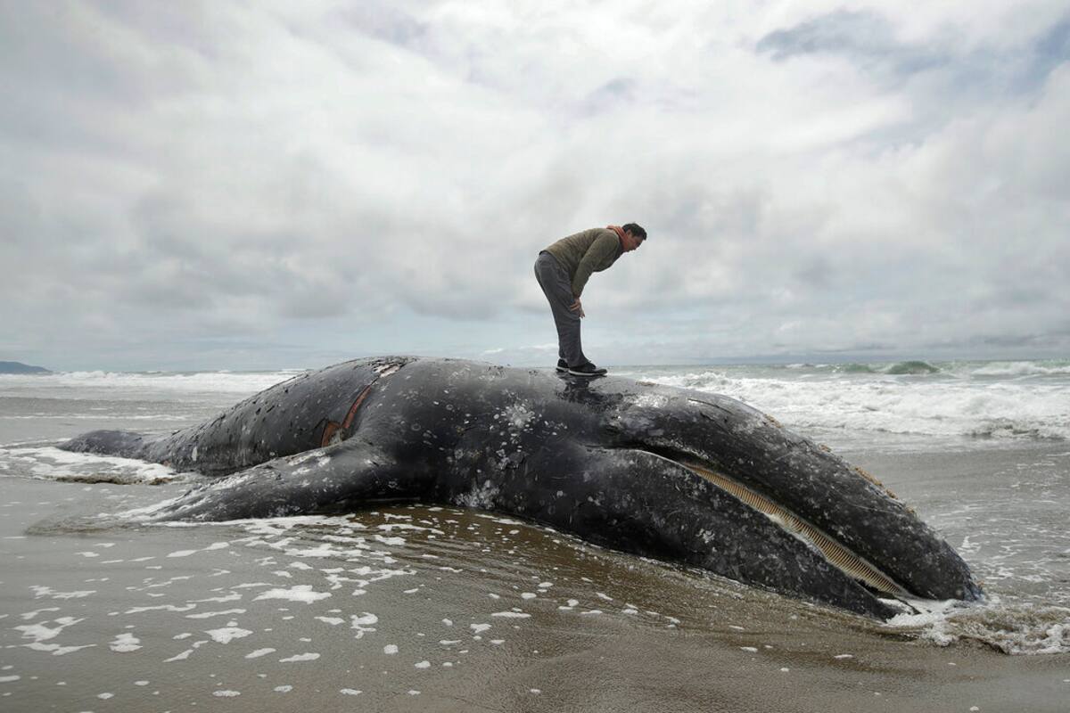 Tres ballenas quedan varadas en playa de Florida; personas ayudan a salvarlas