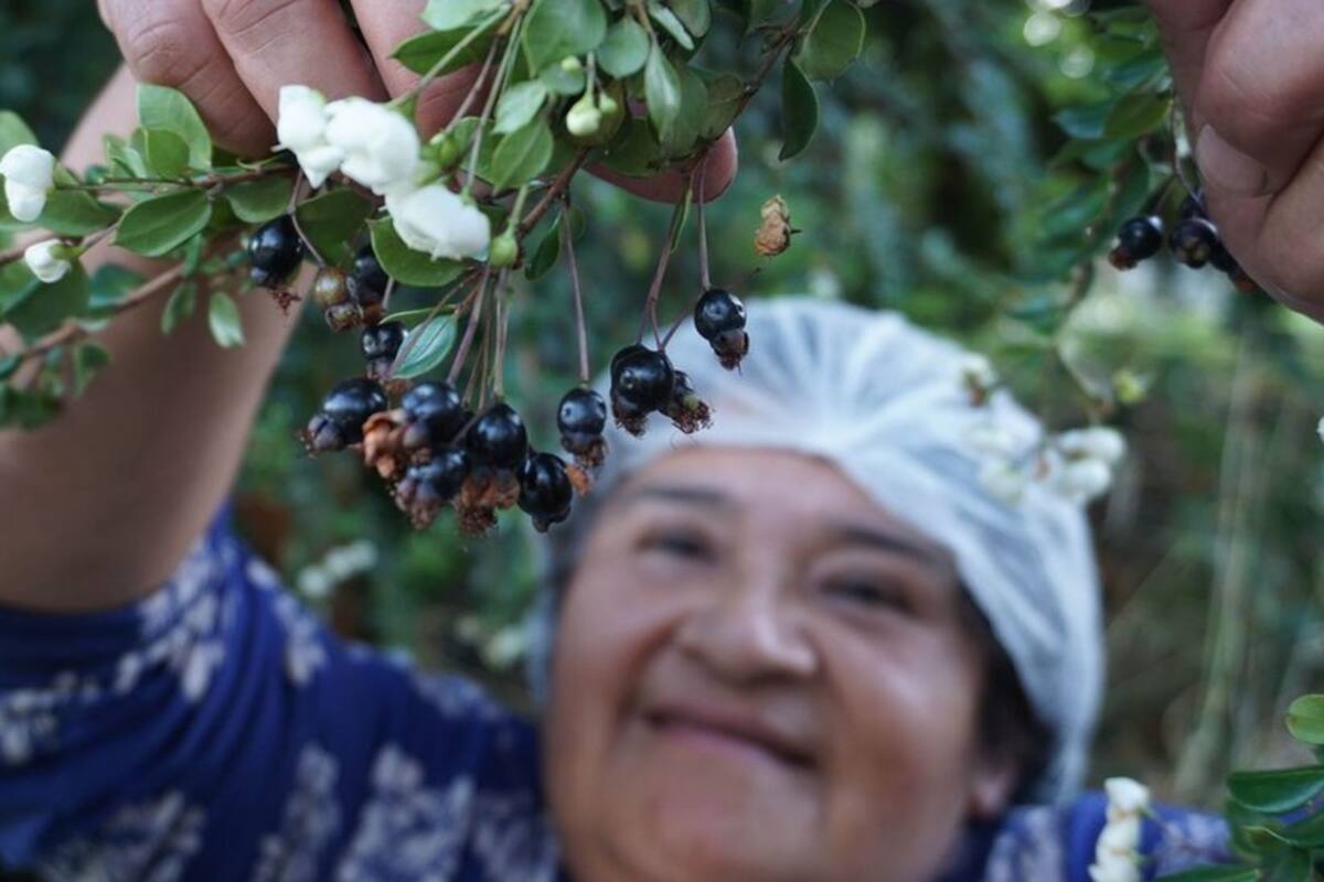 Las maravillosas propiedades de los frutos patagónicos que la ciencia recién 
ahora está descubriendo
