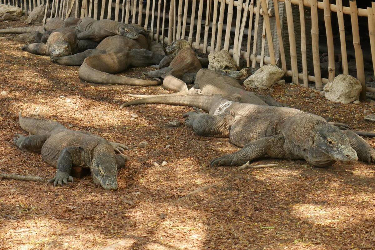 Desata polémica aumento exorbitante de entradas para ver al dragón de Komodo