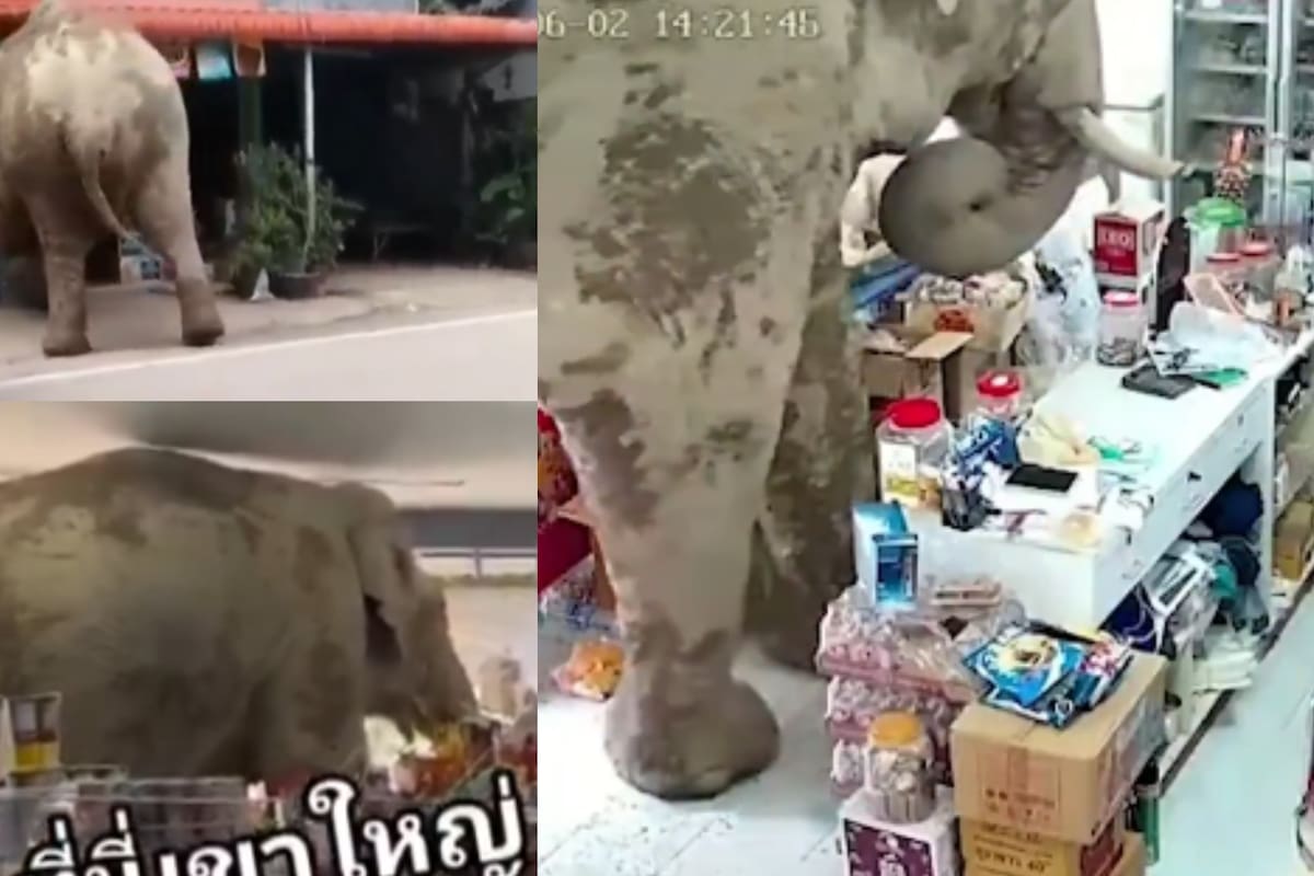 Elefante hambriento roba comestibles en una tienda en Tailandia