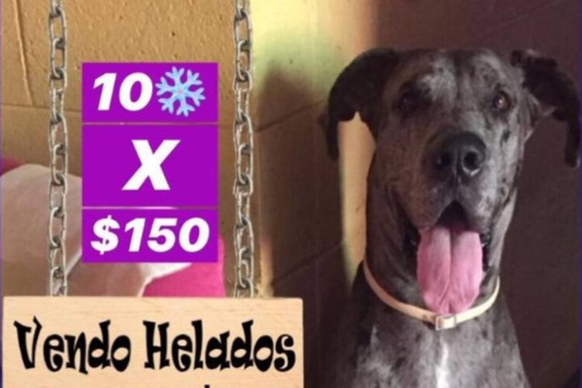 Perrito conmueve en redes; vende helados para pagar su tratamiento contra el cáncer