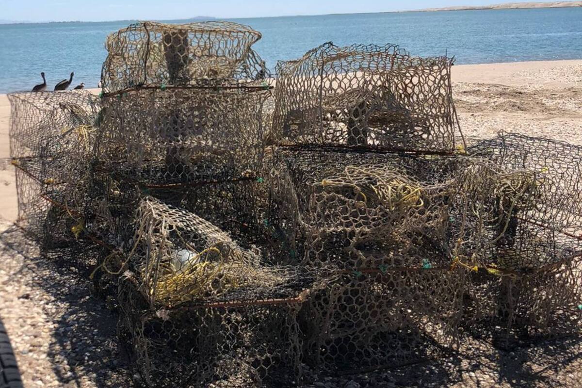 Pescadores pierden el 60% de sus trampas jaiberas en Caborca