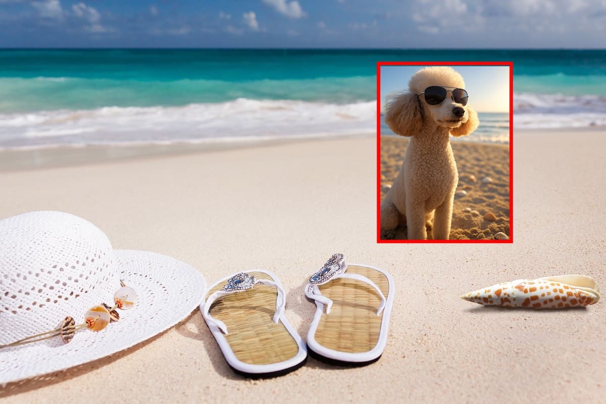 Cómo cuidar a tu perro durante las vacaciones en la playa: 8 consejos esenciales