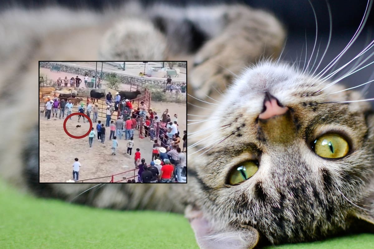 Realizan “carreras de gatos” en Guanajuato: atan fuegos artificiales a felinos y los encienden para que corran