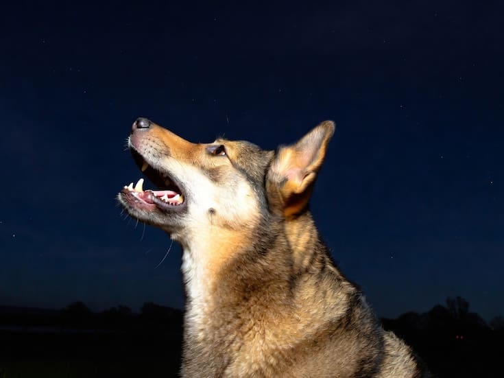 ¿Qué significa cuando un perro aúlla en la madrugada? Esto dicen las creencias sobre la muerte