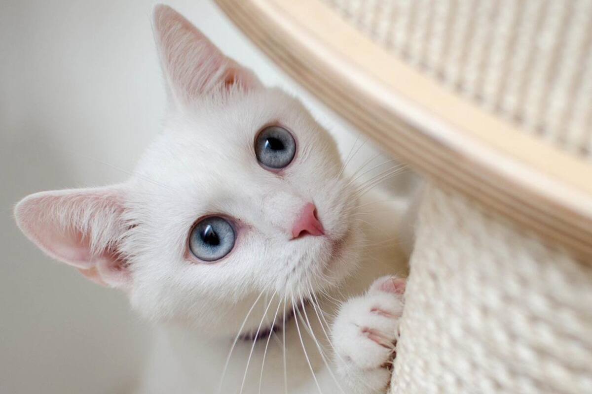 Skoon® es la arena ideal para tu gato
