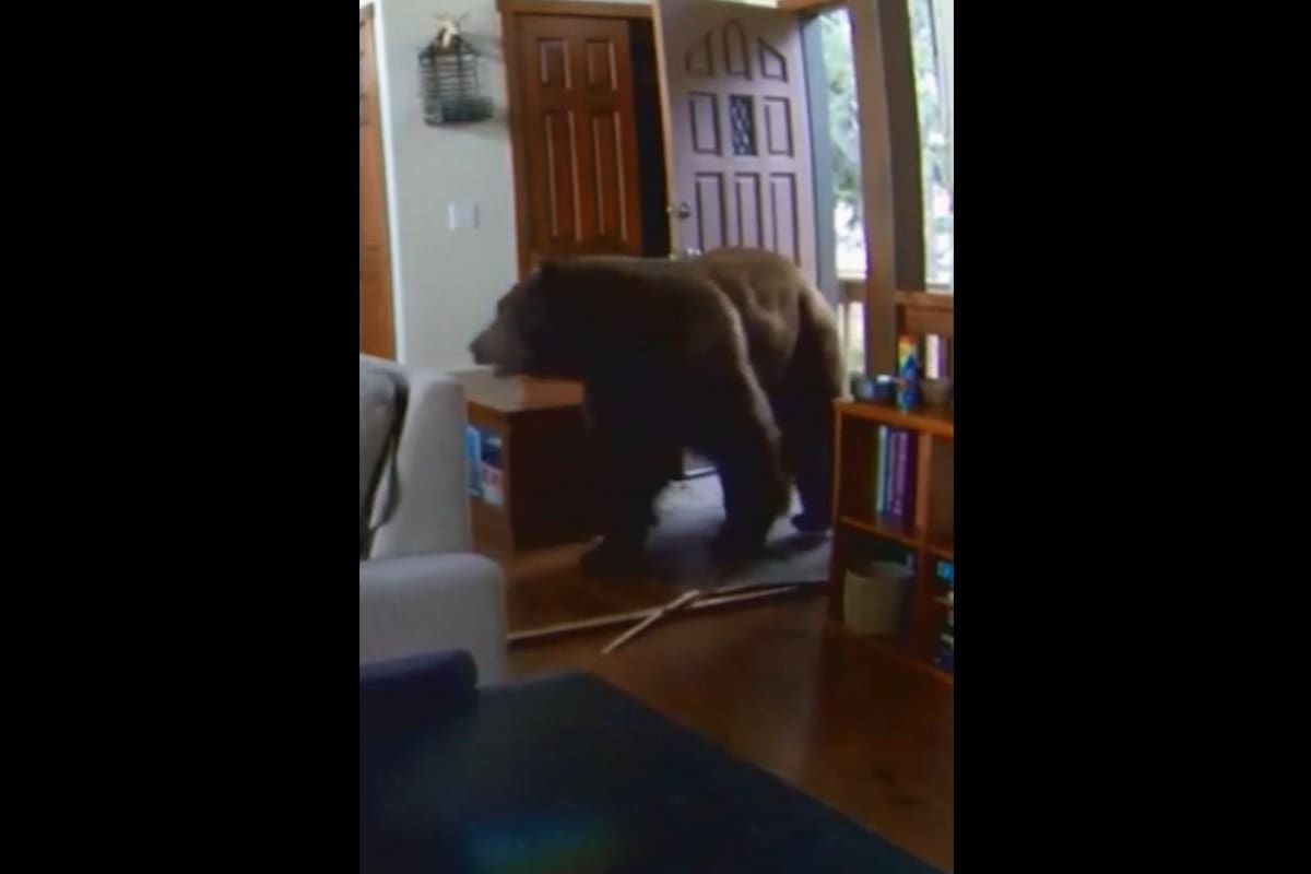 VIRAL TIKTOK: Oso entra a una casa de forma violeta para encontrar comida