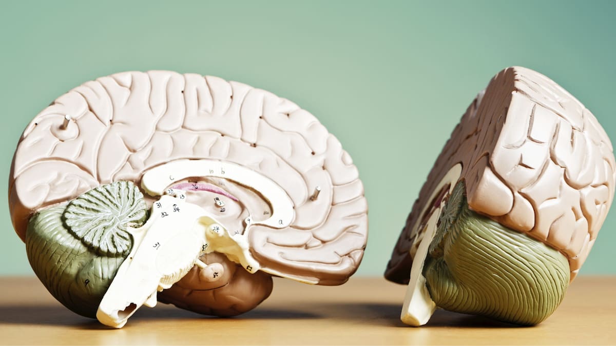 El cerebro femenino alcanza la madurez funcional y estructural aproximadamente dos años antes que el masculino.