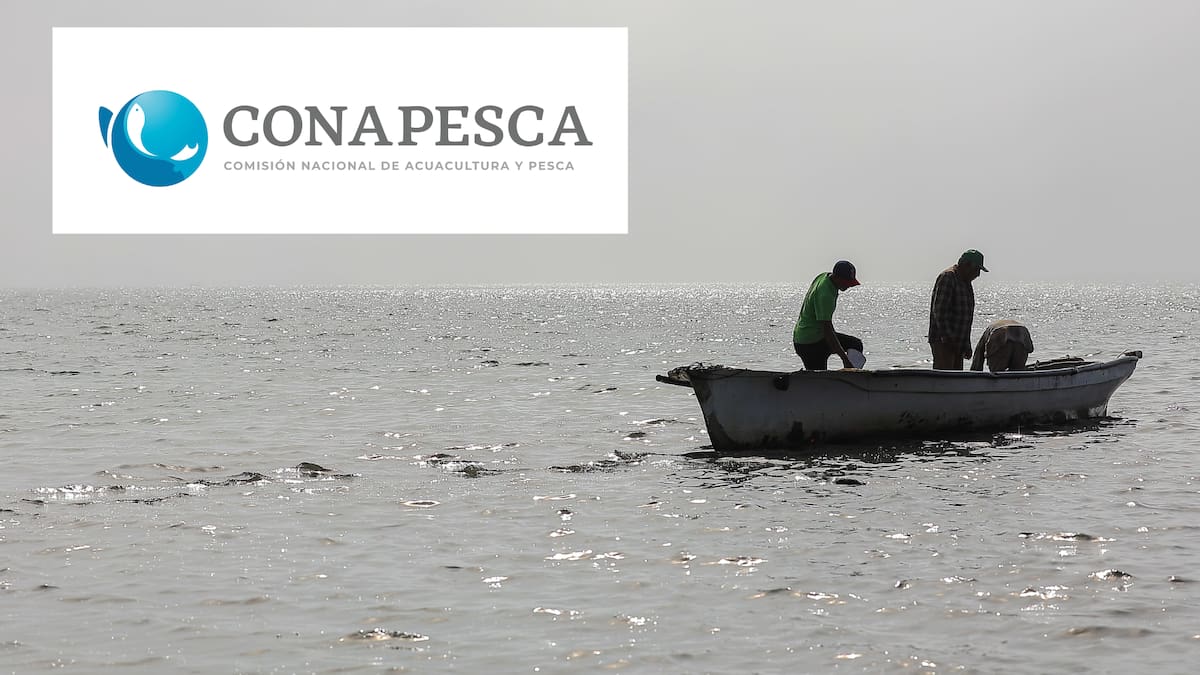 Conapesca ha decomisado 5 mil 341 toneladas de producto pesquero ilegal en 2025, el doble que el año pasado, y mantiene acciones de inspección y prevención para proteger los recursos acuáticos del país