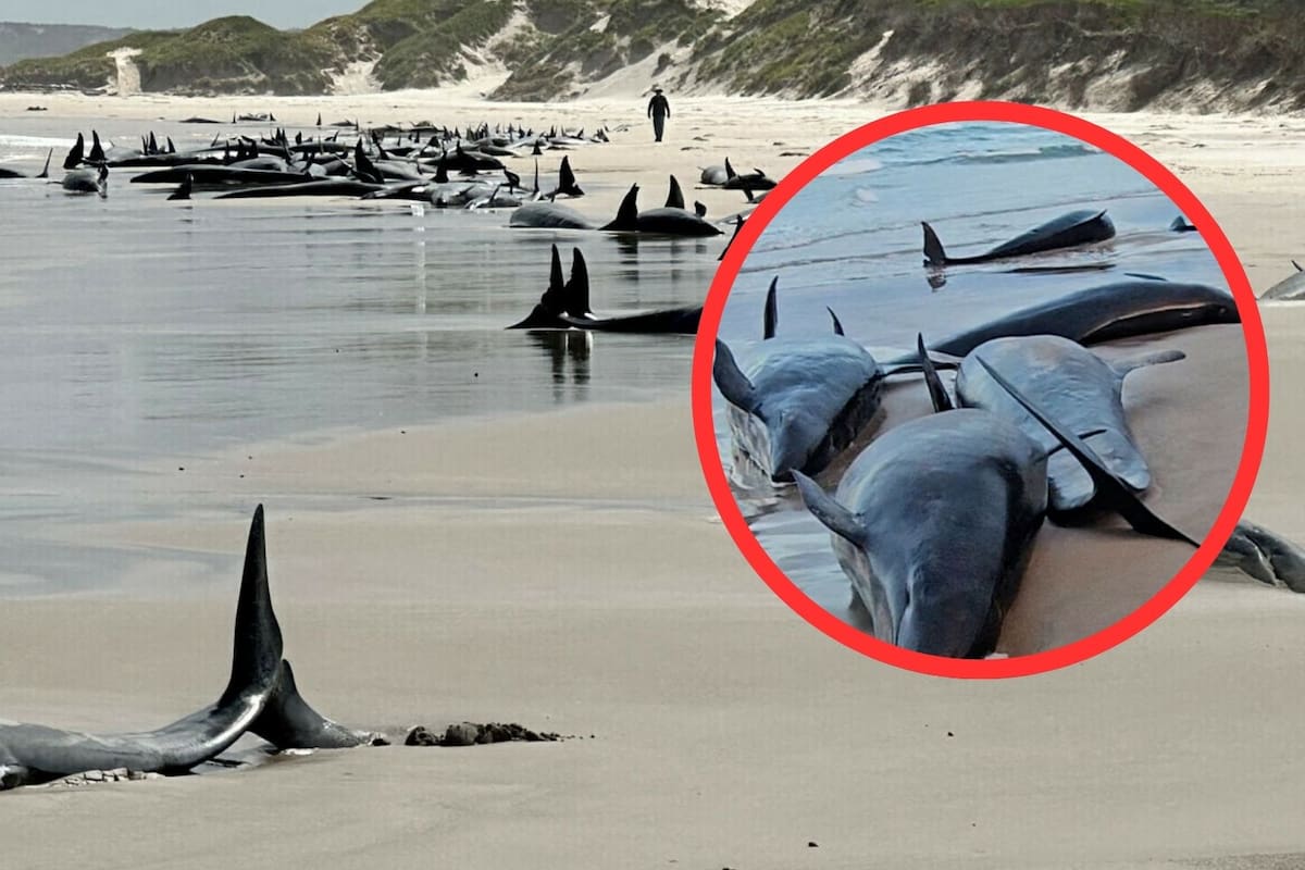 Más de 150 ballenas varadas están siendo sacrificadas en Australia: ¿Por qué está sucediendo este evento?
