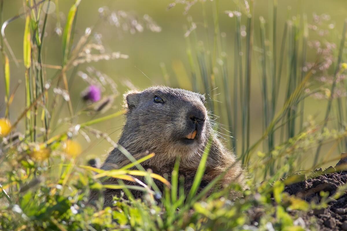 Cinco curiosidades del Día de la Marmota