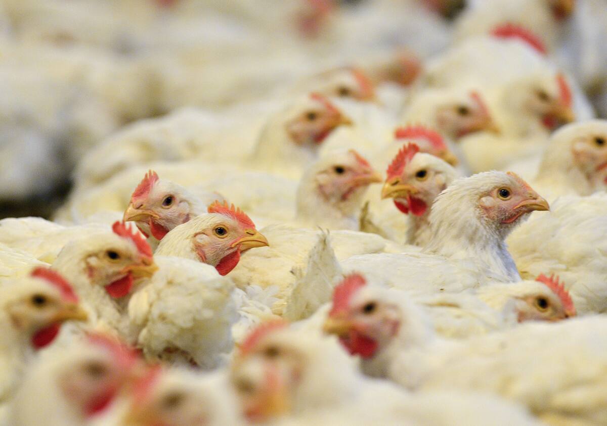 Antes de su venta, el pollo pasa por procesos para eliminar bacterias como salmonela o Campylobacter. EFE/Erik S. Lesser