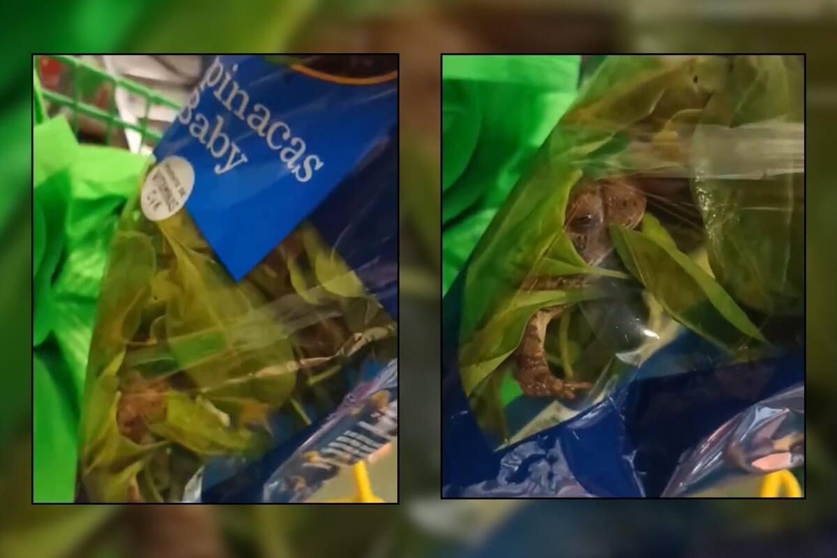 VIDEO: Hallan rana viva dentro de un paquete de espinacas “listas para comer” en supermercado de Zacatecas