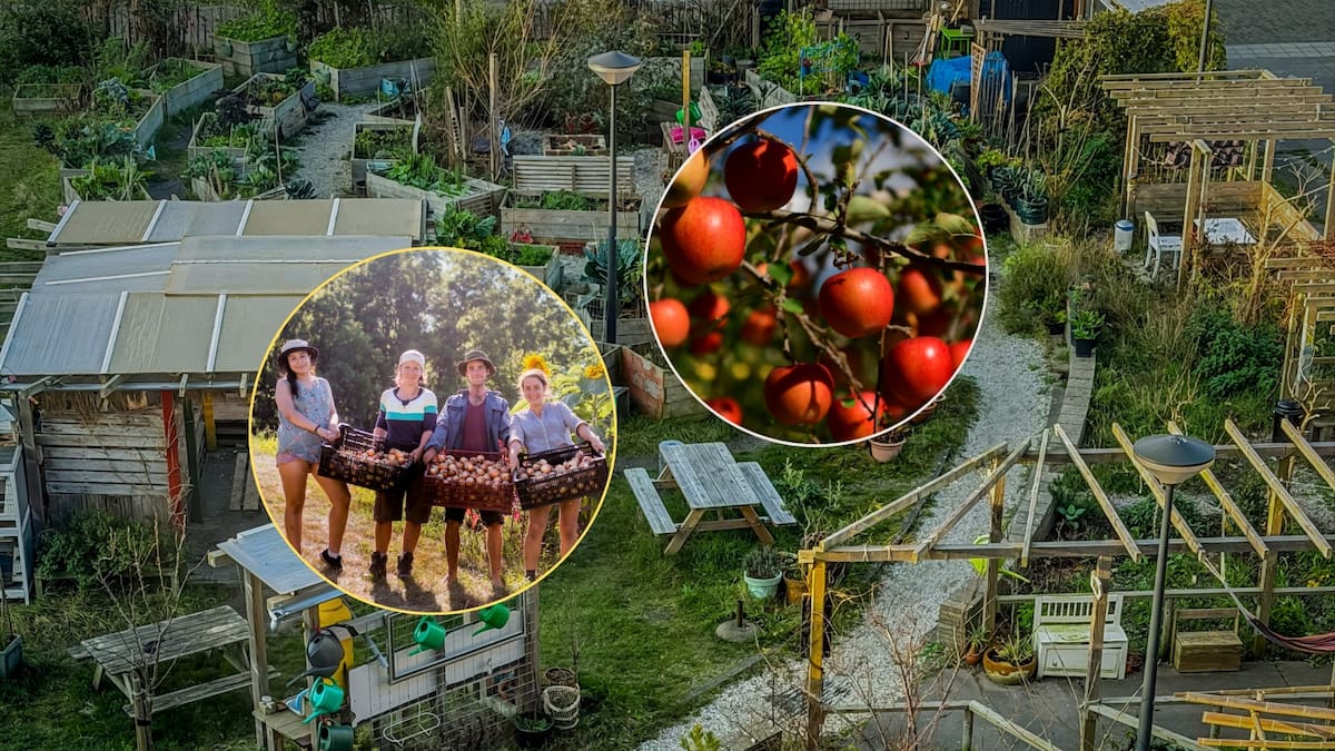 Una familia donó el terreno de su infancia que ya estaba baldío para crear un huerto comunitario donde todos los habitantes del municipio podrán tomar gratis las frutas directo de los árboles