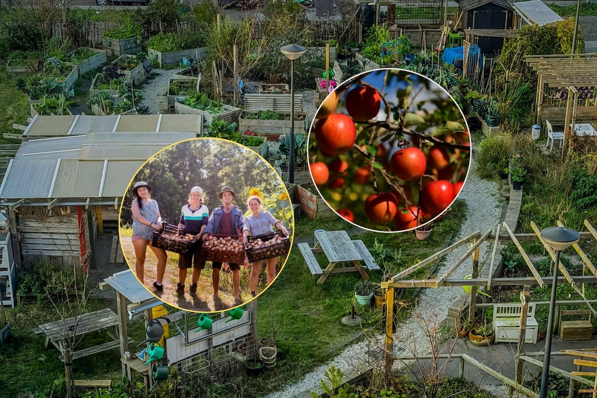 Una familia donó el terreno de su infancia que ya estaba baldío para crear un huerto comunitario donde todos los habitantes del municipio podrán tomar gratis las frutas directo de los árboles