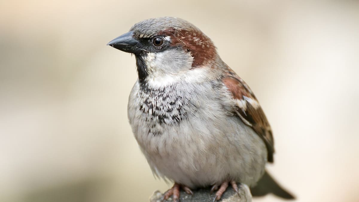 Un estudio pionero cuantifica por primera vez cuánto aportan las aves al bienestar humano y revela que más del 60% de las especies contribuye a múltiples servicios ecosistémicos