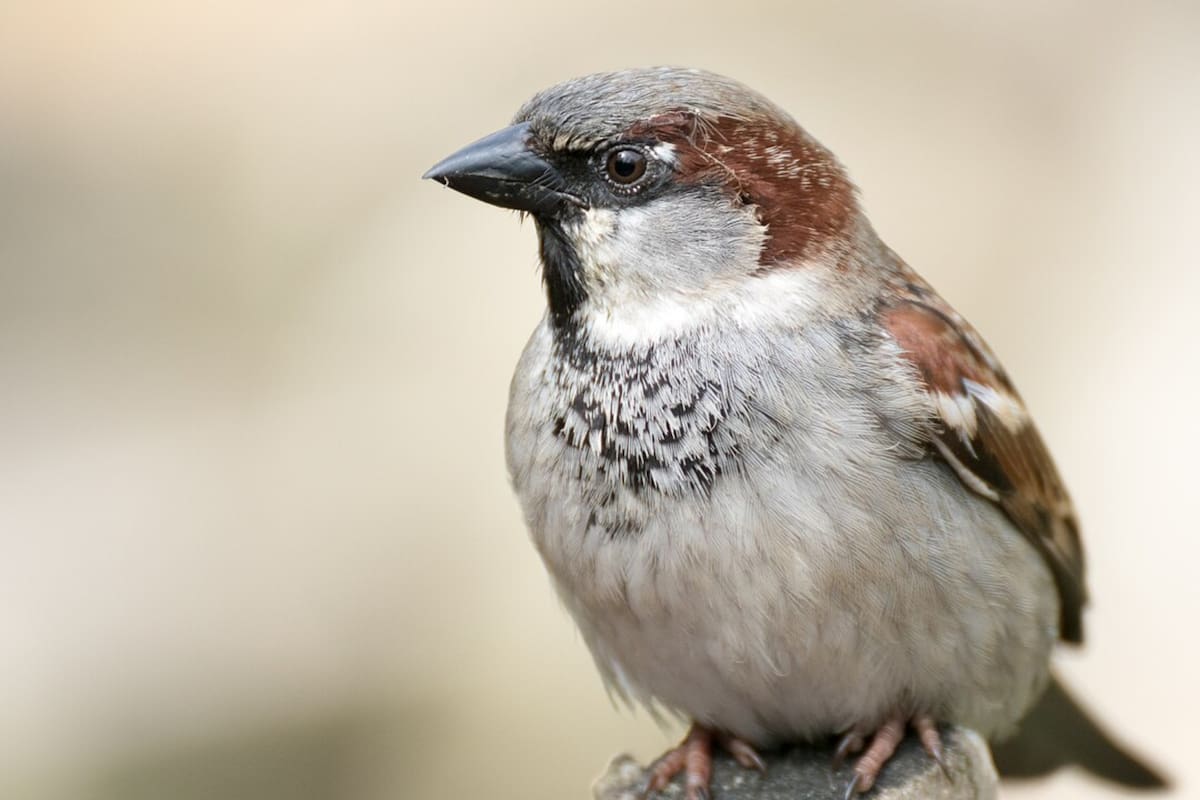 Un estudio pionero cuantifica por primera vez cuánto aportan las aves al bienestar humano y revela que más del 60% de las especies contribuye a múltiples servicios ecosistémicos