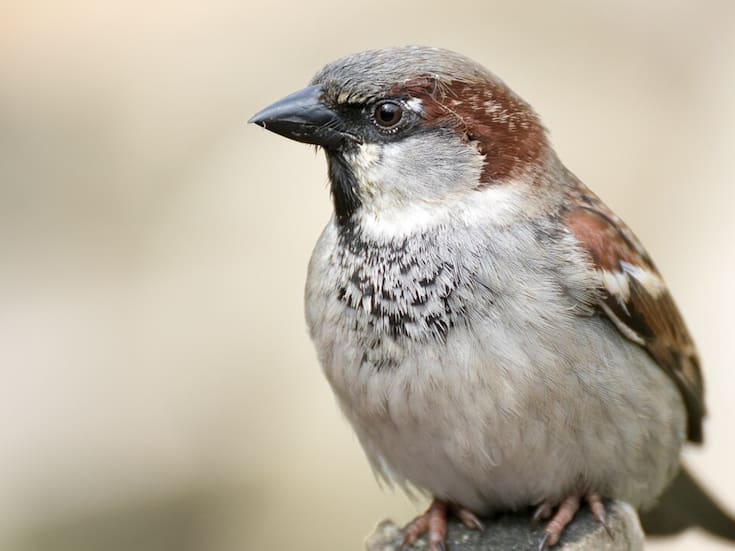 Un estudio pionero cuantifica por primera vez cuánto aportan las aves al bienestar humano y revela que más del 60% de las especies contribuye a múltiples servicios ecosistémicos