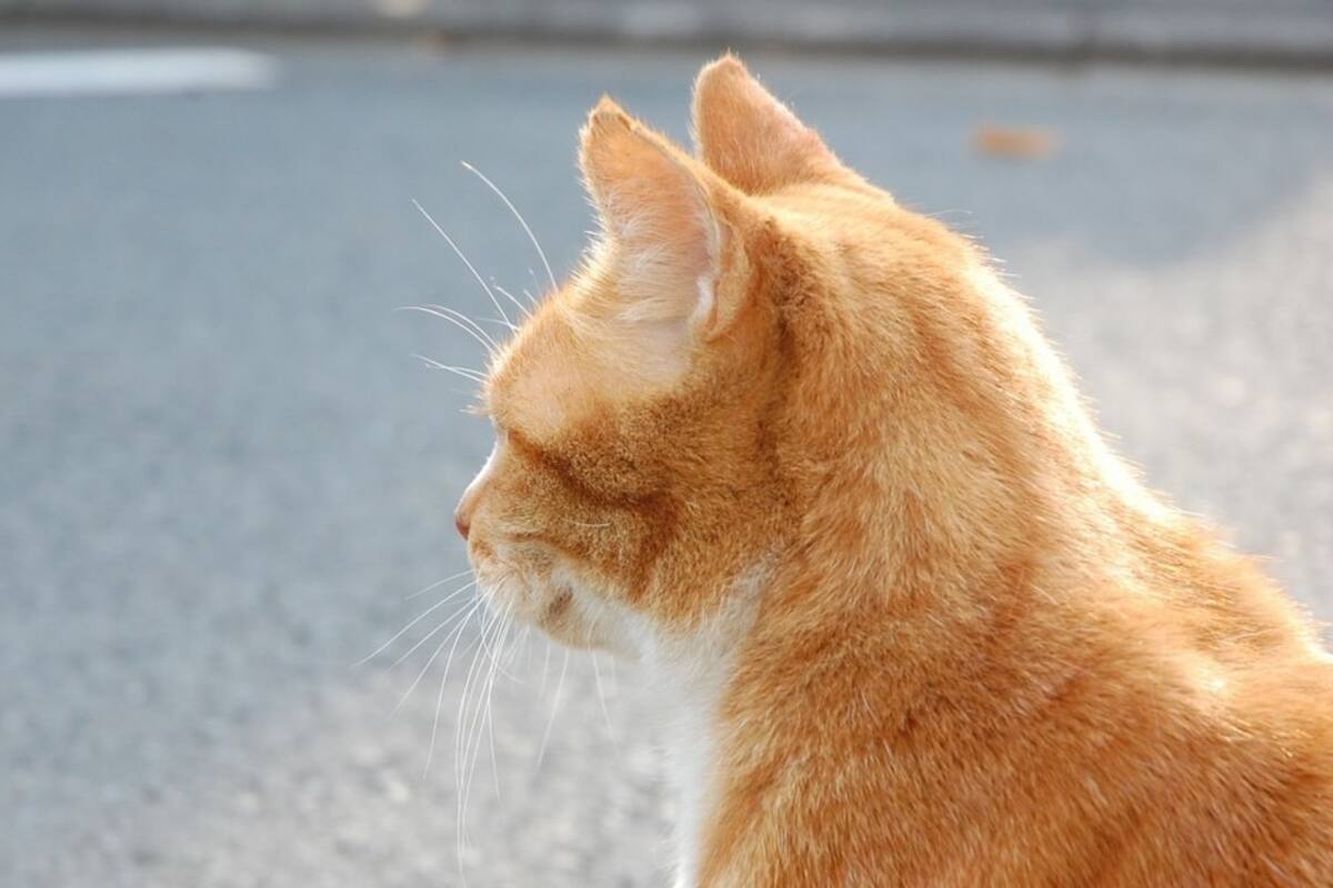 Cae con su coche al río por esquivar a un gato que cruzó la calle