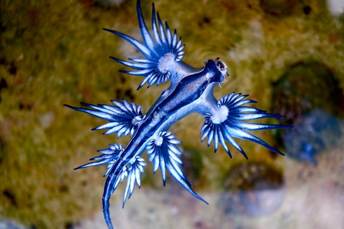 El “dragón azul” sorprende en playas: así es la criatura venenosa que alertó en Semana Santa