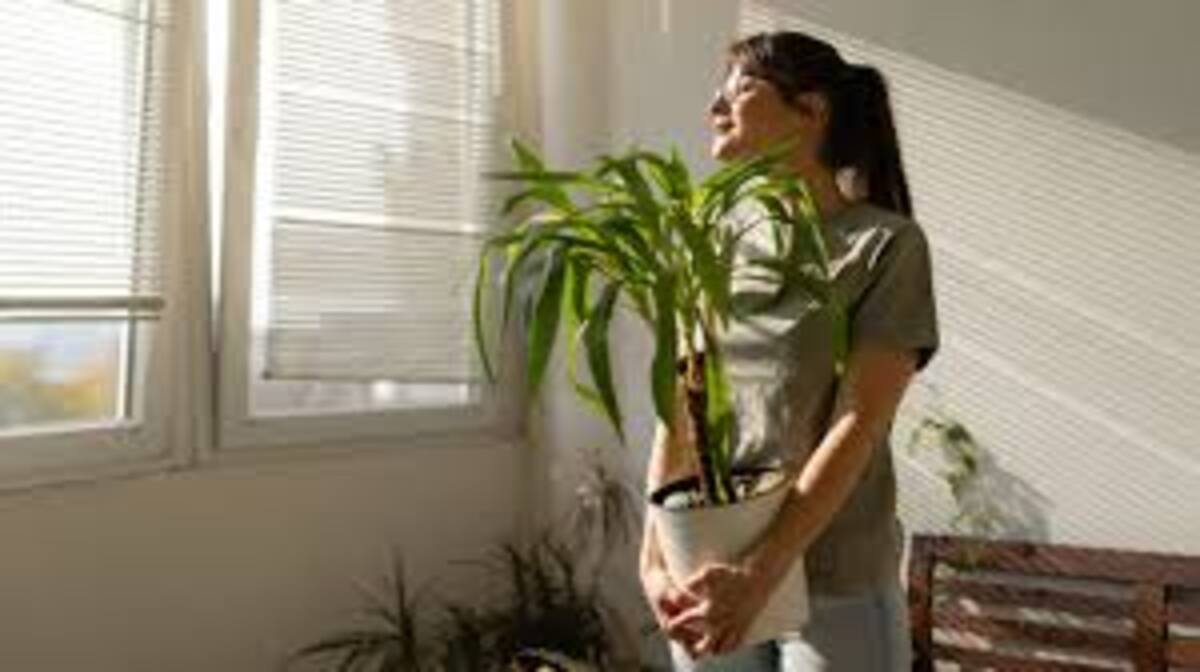 Plantas en el hogar.