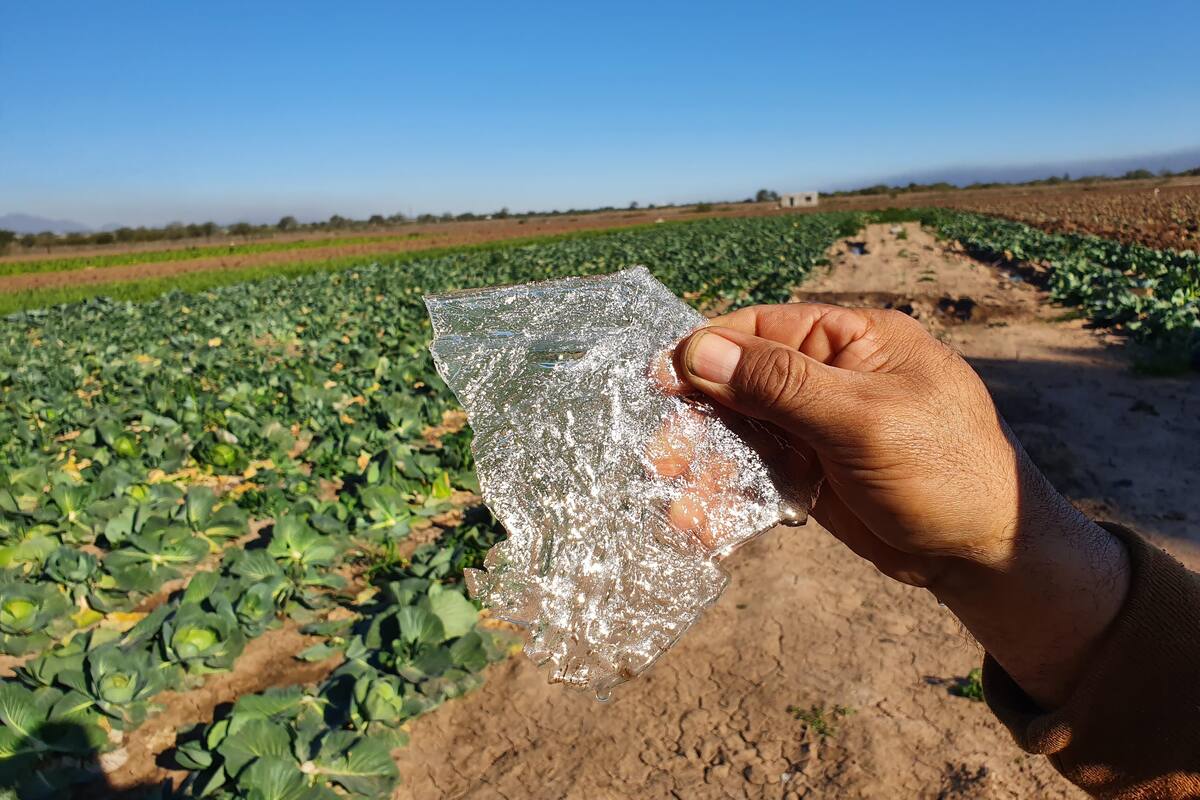 Frío daña 12 mil hectáreas de siembra en los valles del Yaqui, Mayo y Guaymas