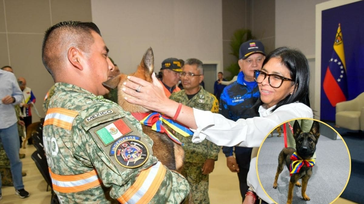 Laika, la cachorra belga malinois donada por Venezuela, llegó hoy a México como agradecimiento por la ayuda brindada tras los sismos del 24 de junio