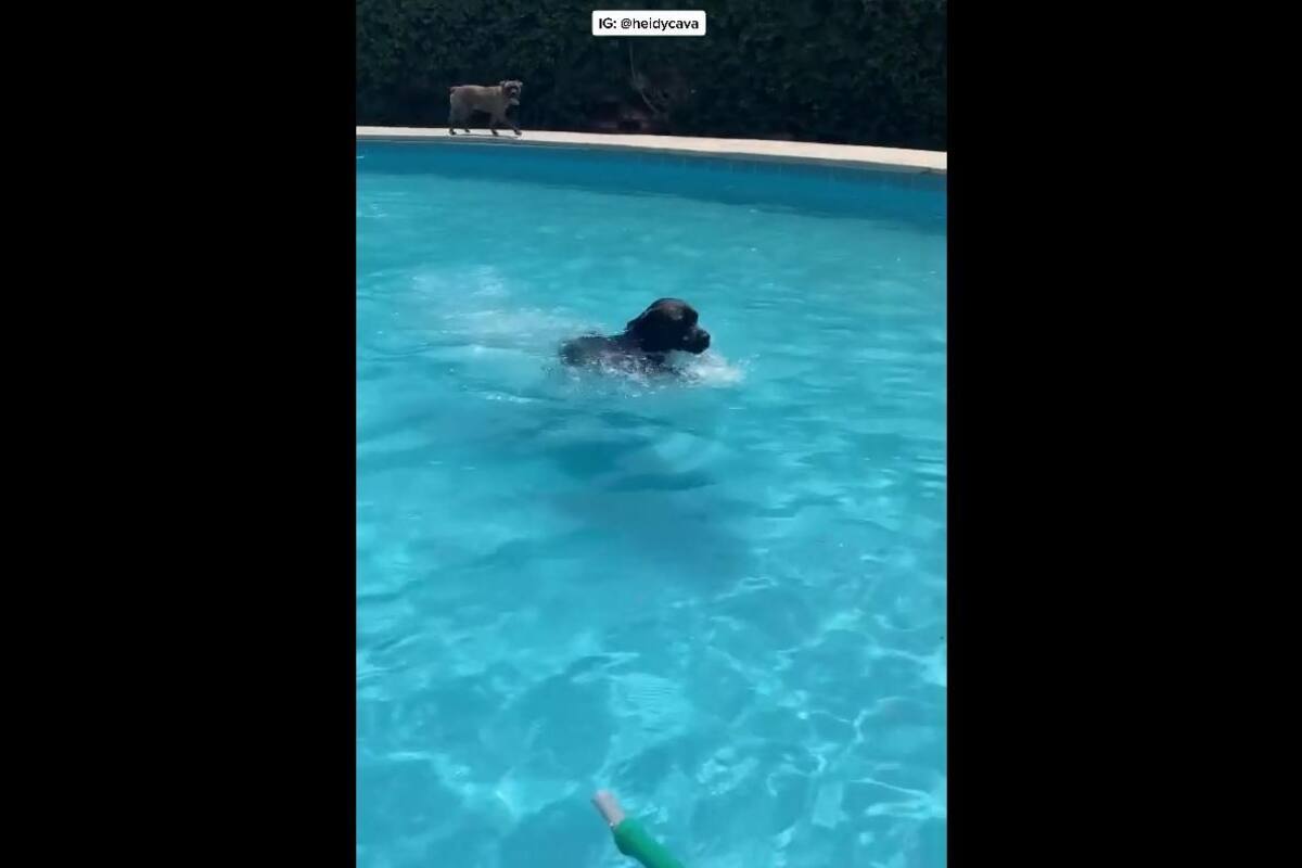 VIRAL TIKTOK: Perrito dejó boquiabiertos con sus habilidades en natación