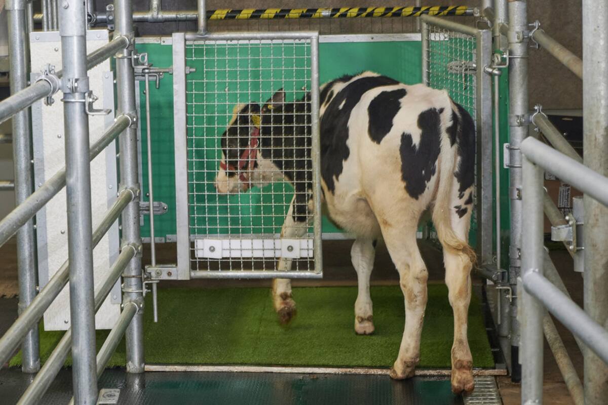 Enseñan al ganado a 'usar el baño' para detener el cambio climático en Alemania