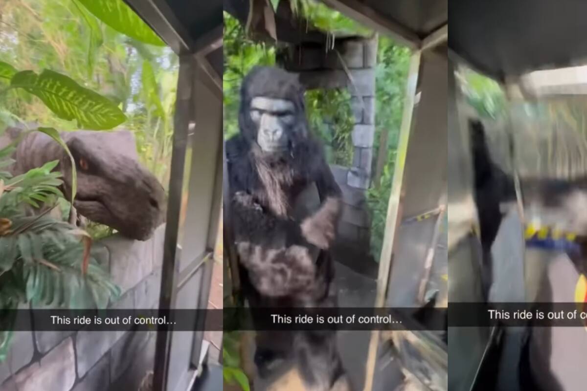 “Este paseo está fuera de control”: Personas van a un safari con actores vestidos como animales y animatrónicos, e incluso reciben golpes de ellos