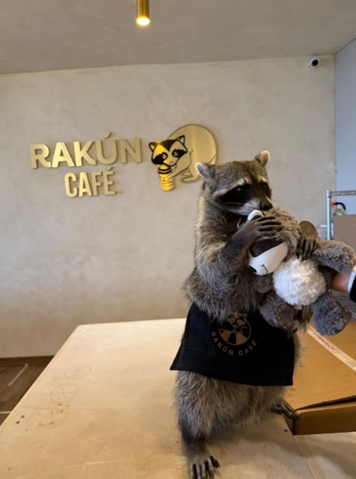 Un café temático inspirado en mapaches abre sus puertas en la Zona Centro, ofreciendo una experiencia creativa y bebidas originales para el público tijuanense. Foto: Carlos Cruz