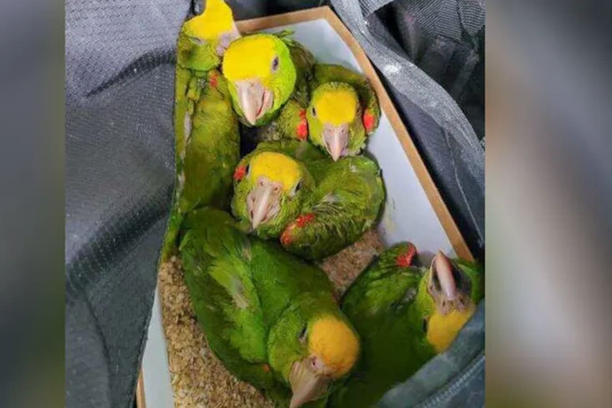 Aduana de Texas detiene a conductora estadounidense que pretendía traficar 20 loros