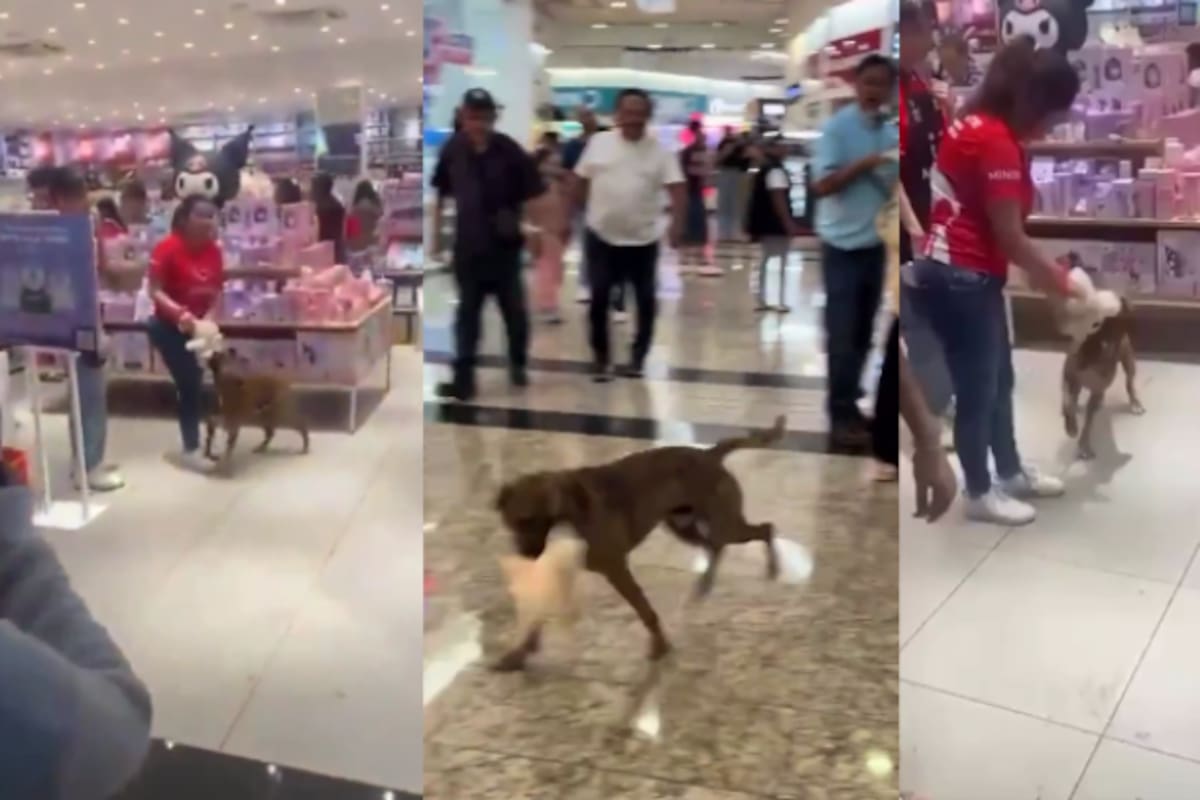 VIDEO | Perrito callejero conmueve en Miniso: se aferra a un peluche y clientes se unen para comprárselo