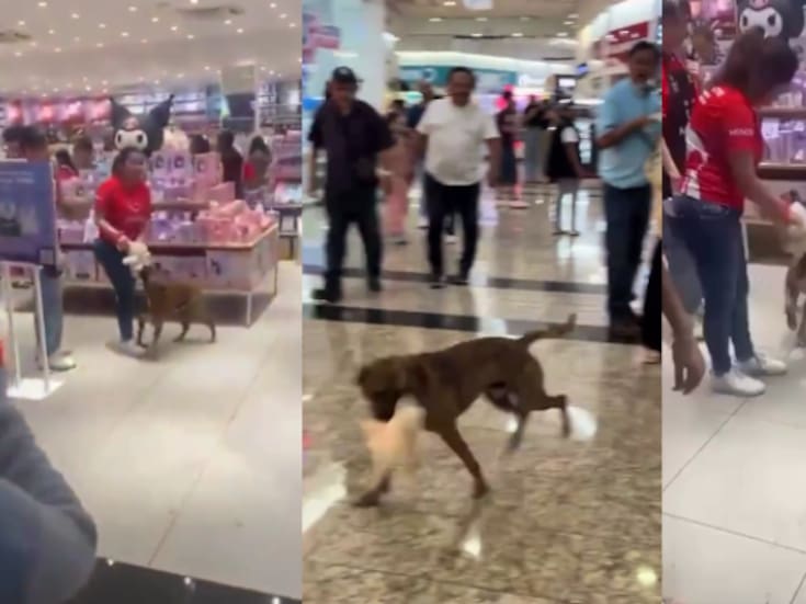 VIDEO | Perrito callejero conmueve en Miniso: se aferra a un peluche y clientes se unen para comprárselo