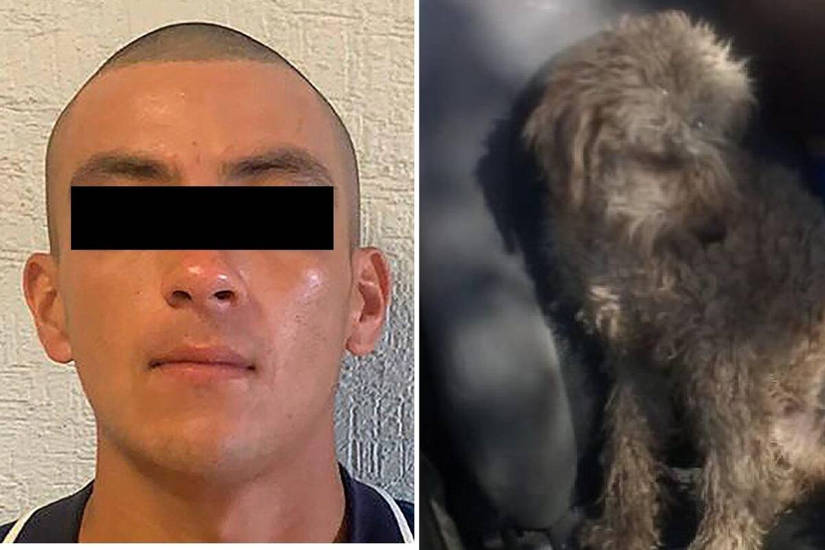 Cae Luis "N" por matar a perro de su ex pareja tras negarse a volver con él
