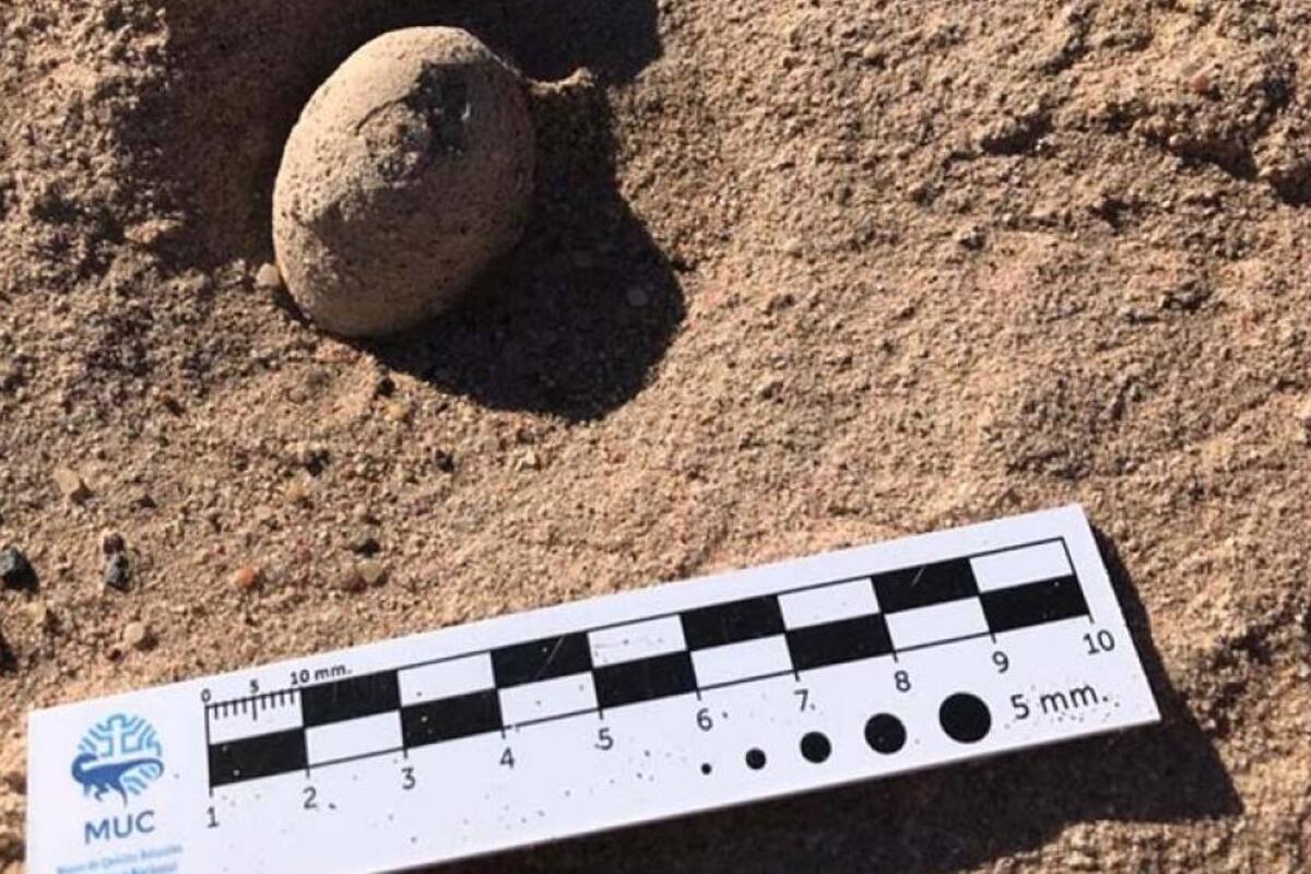 Hallan más de 100 huevos de dinosaurio en la Patagonia