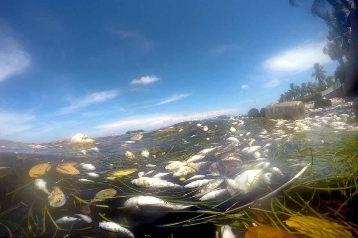 VIDEO: Miles de peces muertos en varias zonas de Miami