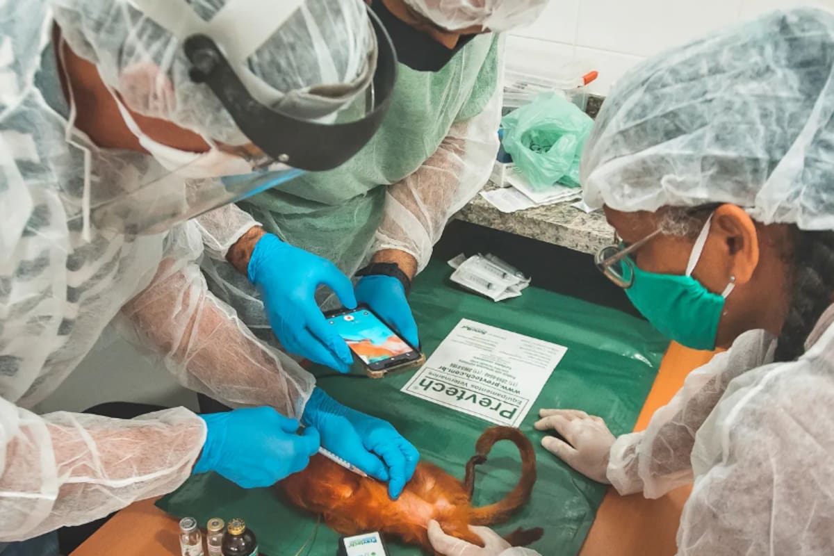 Vacunar a los monos: la sorprendente estrategia para detener una posible pandemia en Sudamérica