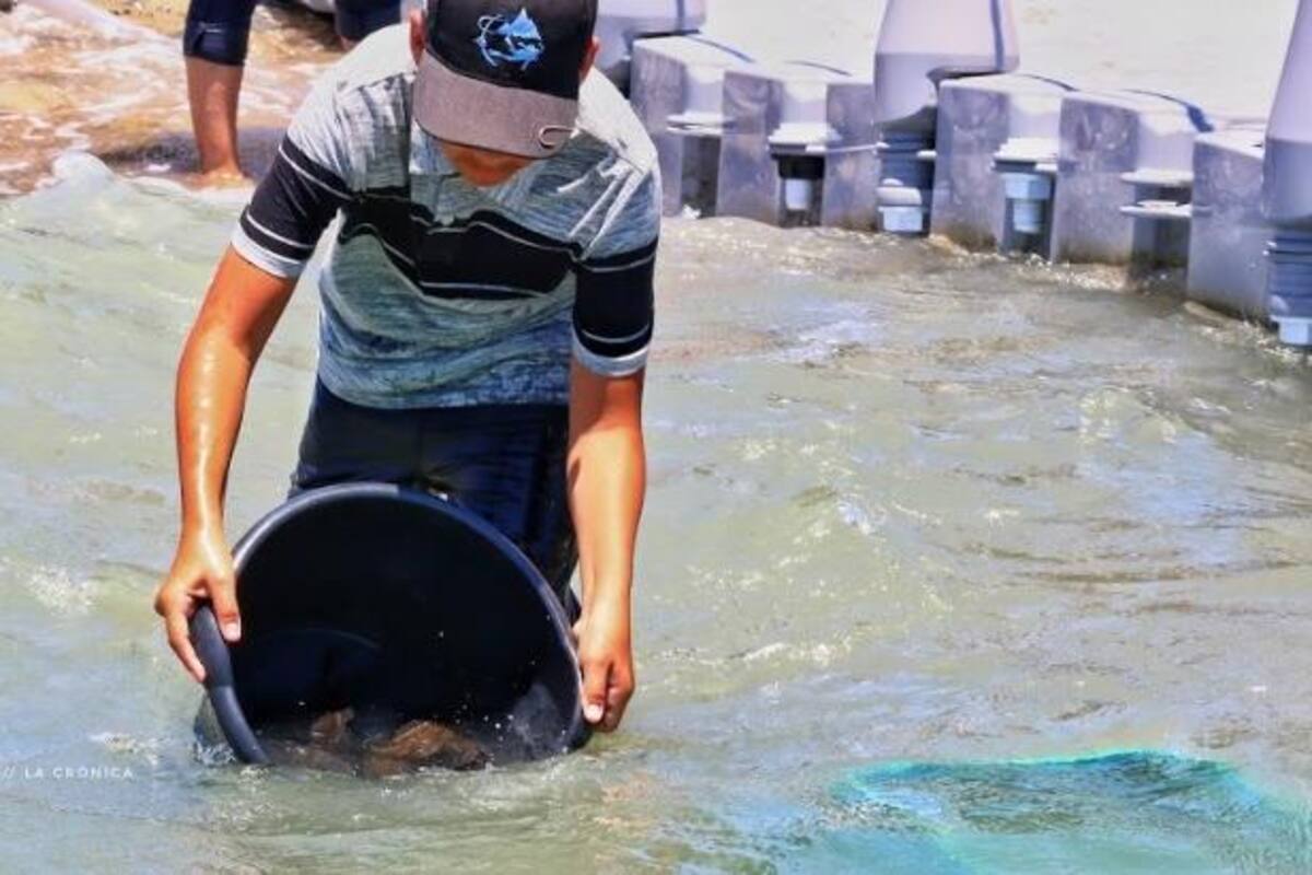 Se liberarán 20 mil alevines de Totoaba por parte de la UABC